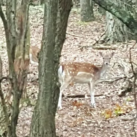 Het Zomerhuis Family