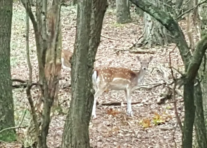Het Zomerhuis Family